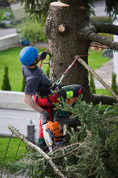 How Our Tree Care Process Works  in  West Wood, UT